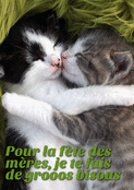 Des c&acirc;lins de chat pour une maman ch&eacute;rie